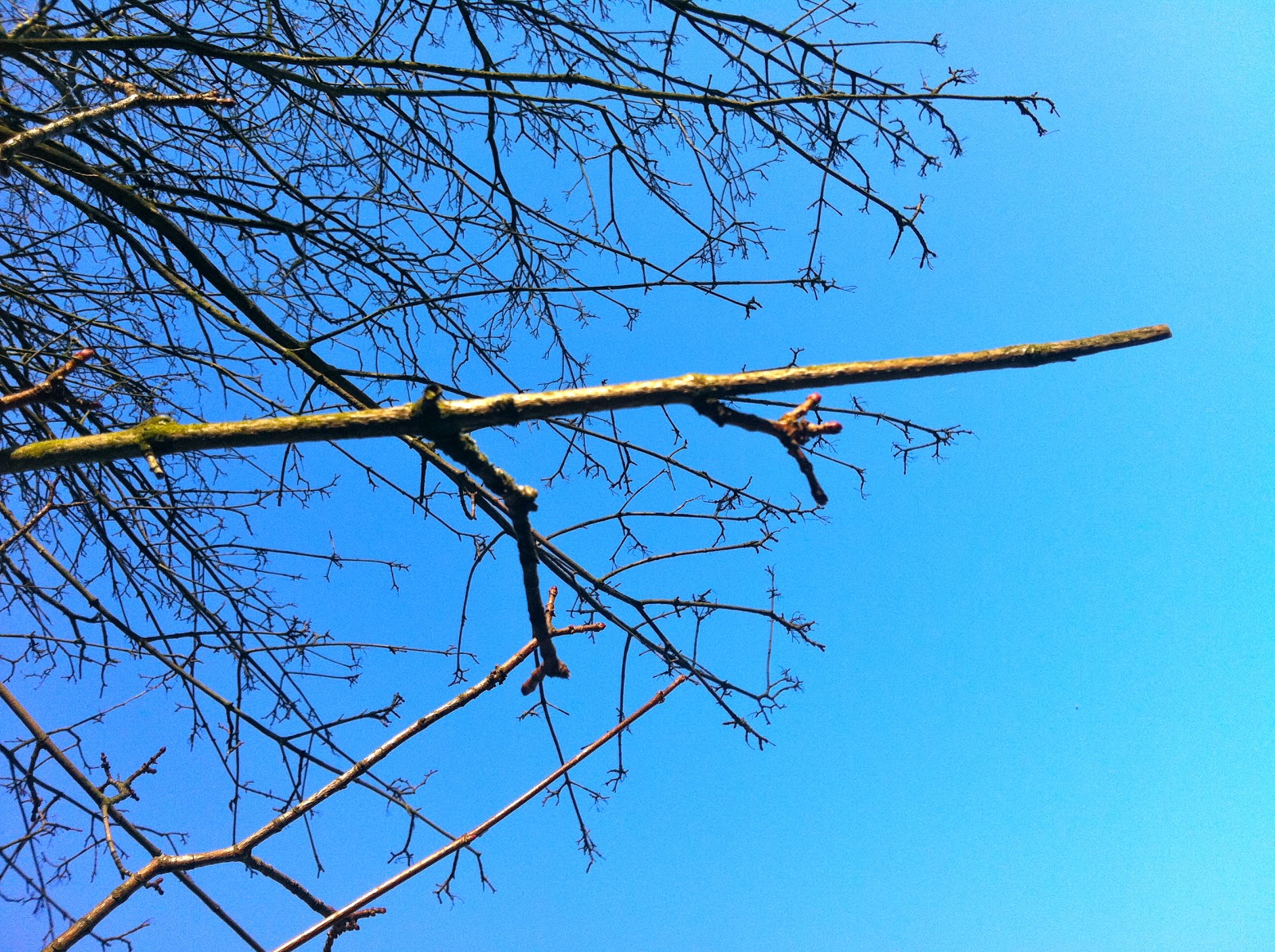 LEAP! the net will appear: Living with melanoma: burgeon, branches and ...