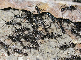Aenictus ant workers