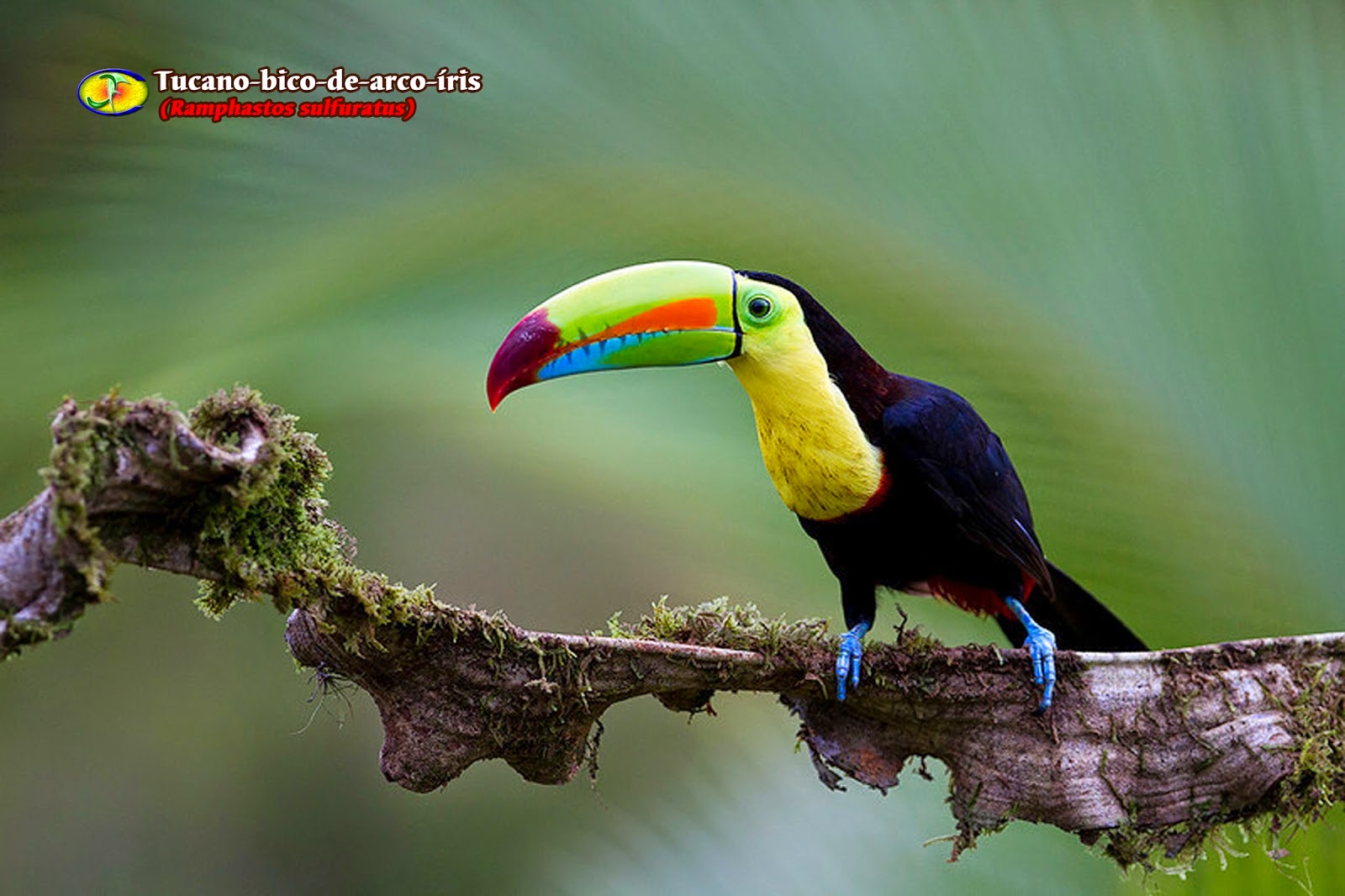 Zoologia Tucanobicodearcoíris (Ramphastos sulfuratus) Zoologia Tucanobicodearcoíris (Ramphastos sulfuratus)