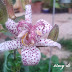 "Orchidea" da giardino...