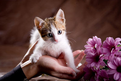 Pequeño minino - Postales de animales con flores - Mascotas muy lindas - Kittens