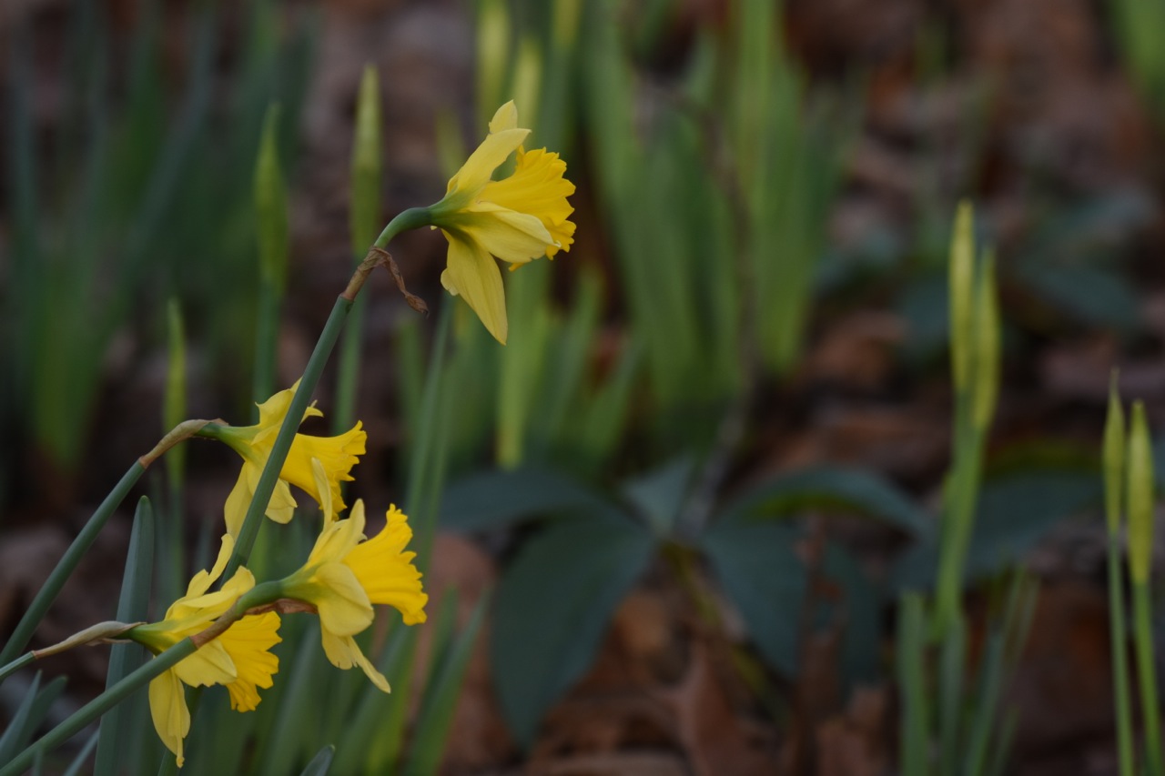 Daffodils In January