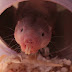 El ratopín rasurado puede vivir 18 minutos sin oxígeno