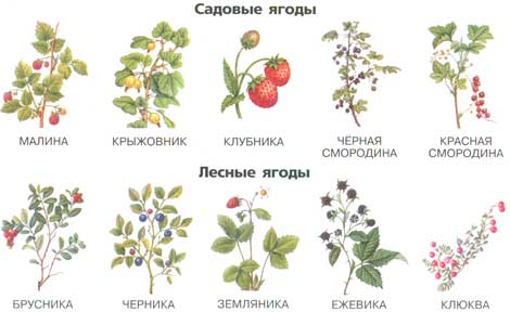 Фото Ягоды С Названием Карточки — Фото Картинки