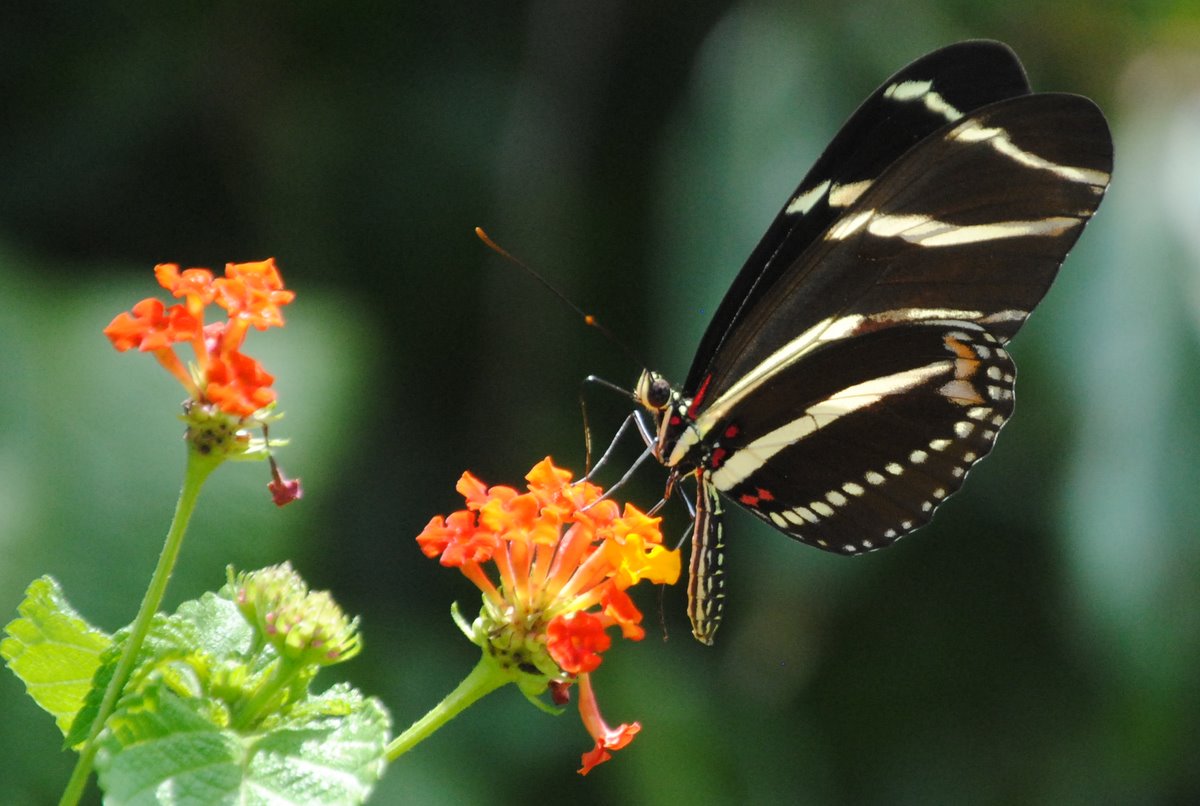Field Notes and Photos Zebra Longwing Florida's State Butterfly