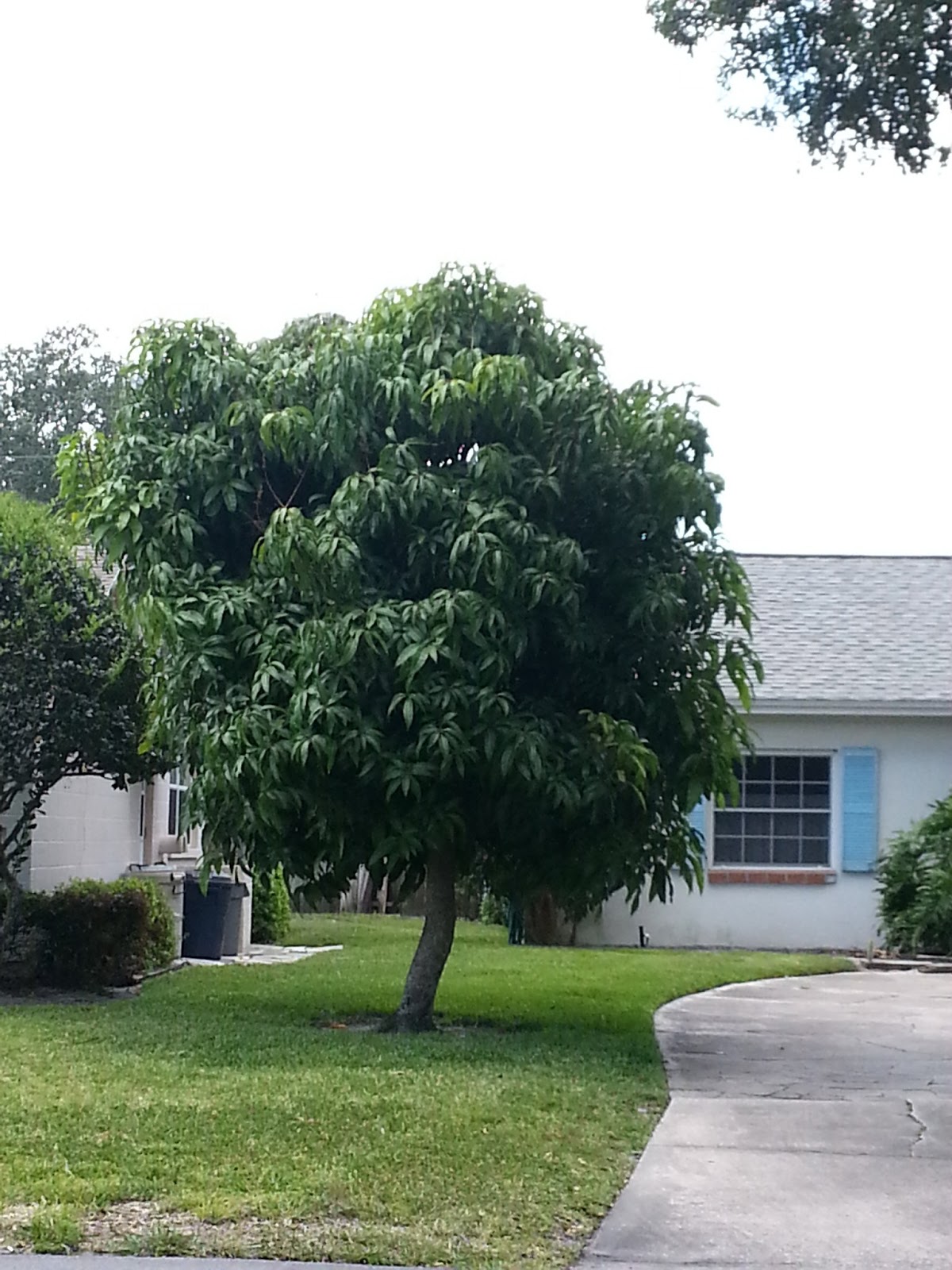 CENTRAL FLORIDA MANGO TREE WITH FRUIT SET
