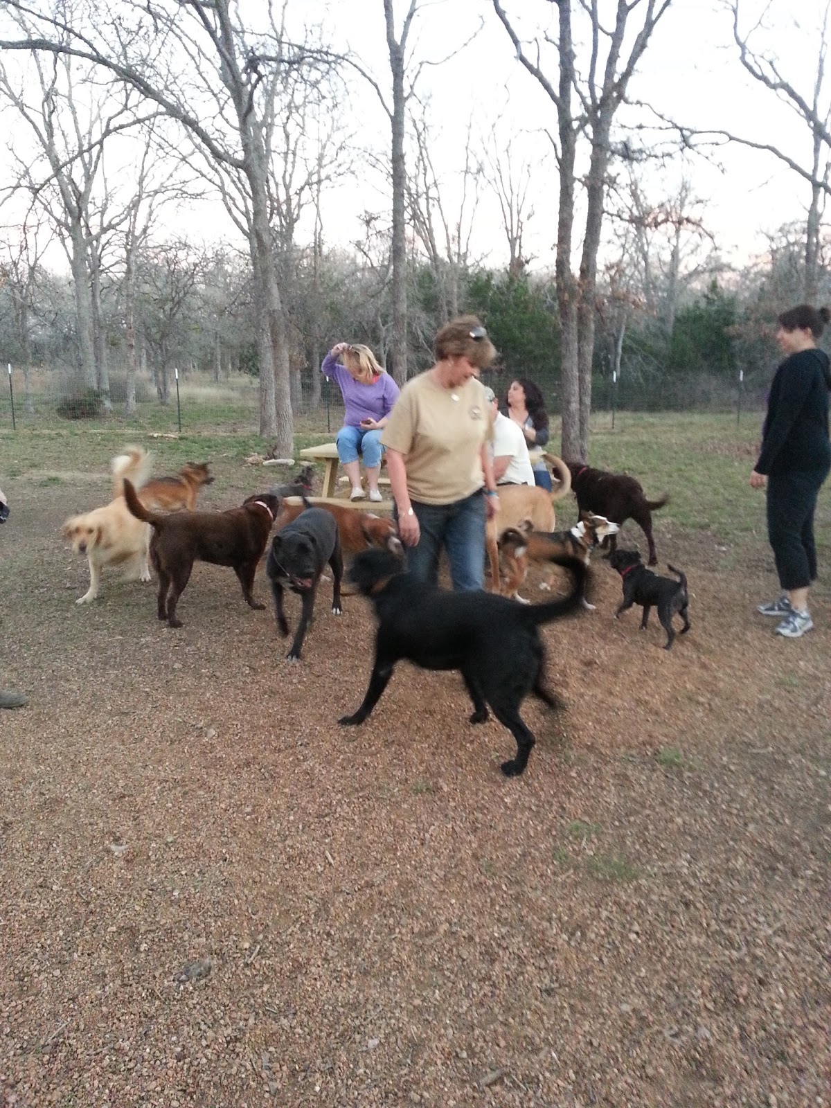 My adventures Doggie play dates