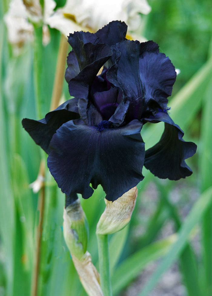 IRISÉMOI: les iris préférés des collectionneurs français