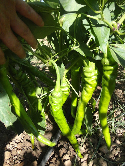 PIMIENTOS EN LA MATA. PIMIENTOS (CORNETAS) PARA SECAR Y CONSERVAR.