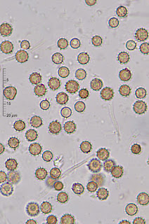 Lycoperdon mammiforme
