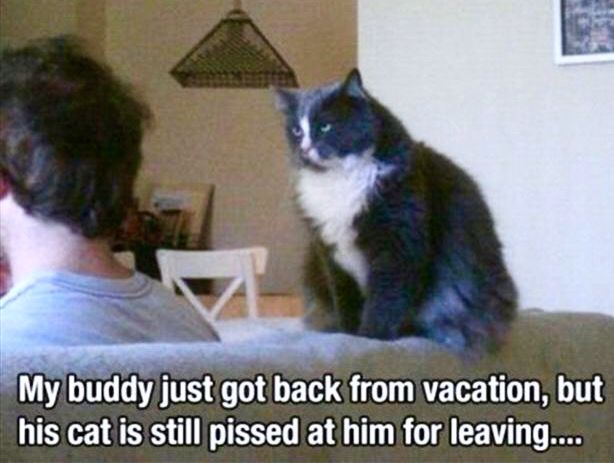 Grumpy Cat Leaving Meme Grumpy Cat Leaving Meme