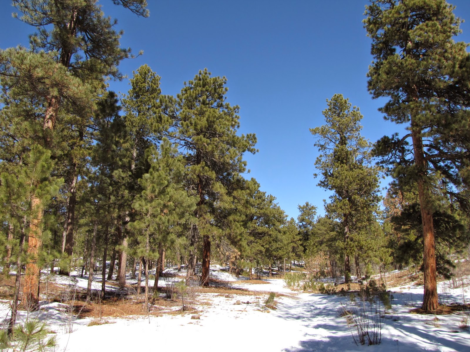 Go Hike Colorado Black Forest Regional Park, El Paso County