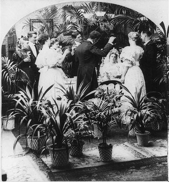 Aspidistra victorian photographs