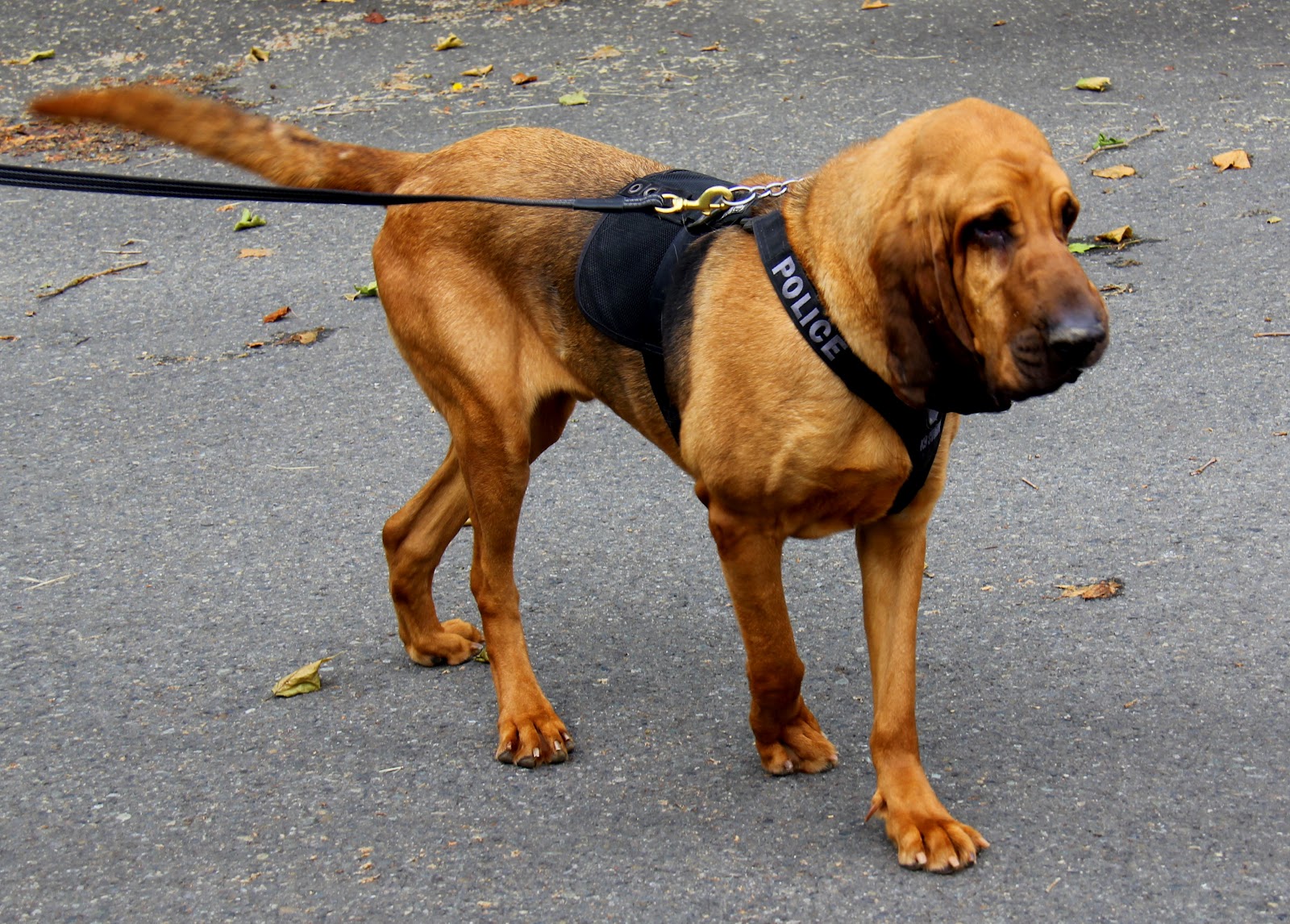 Fife Police Department Police Bloodhound finds endangered person
