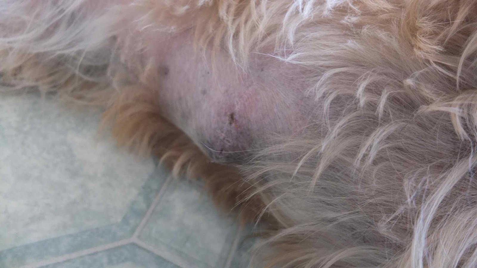 My dog After the stitches came out