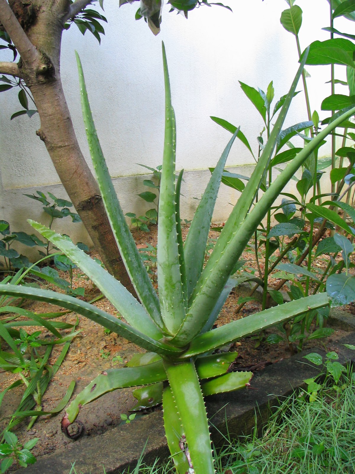 Trees and Plants Aloe Vera Trees and Plants Aloe Vera