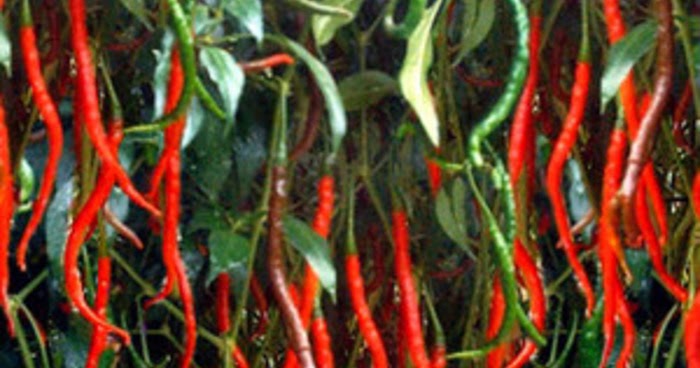 pemilihan bibit cabai merah