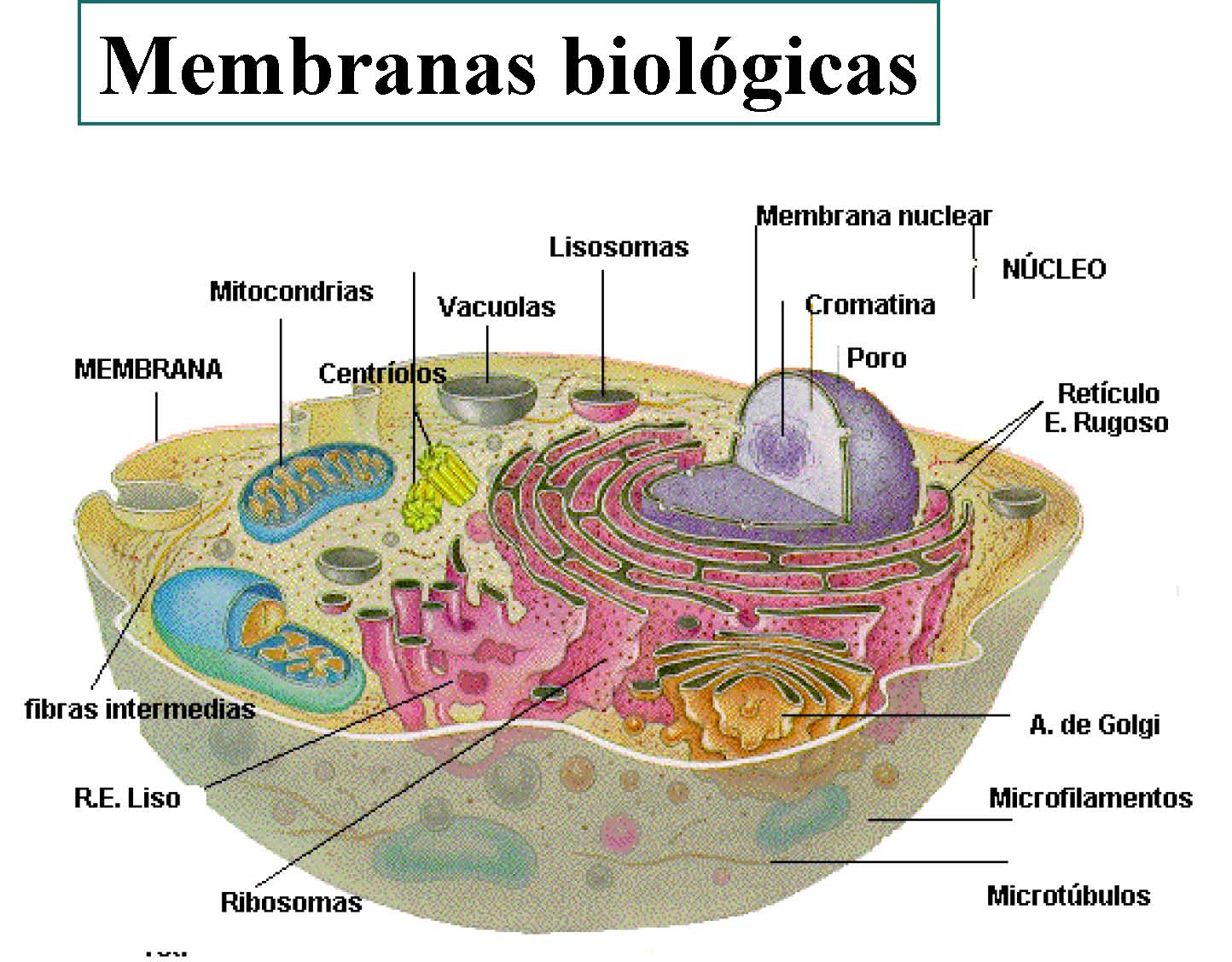 Bioquimica Lipidos Y Membranas