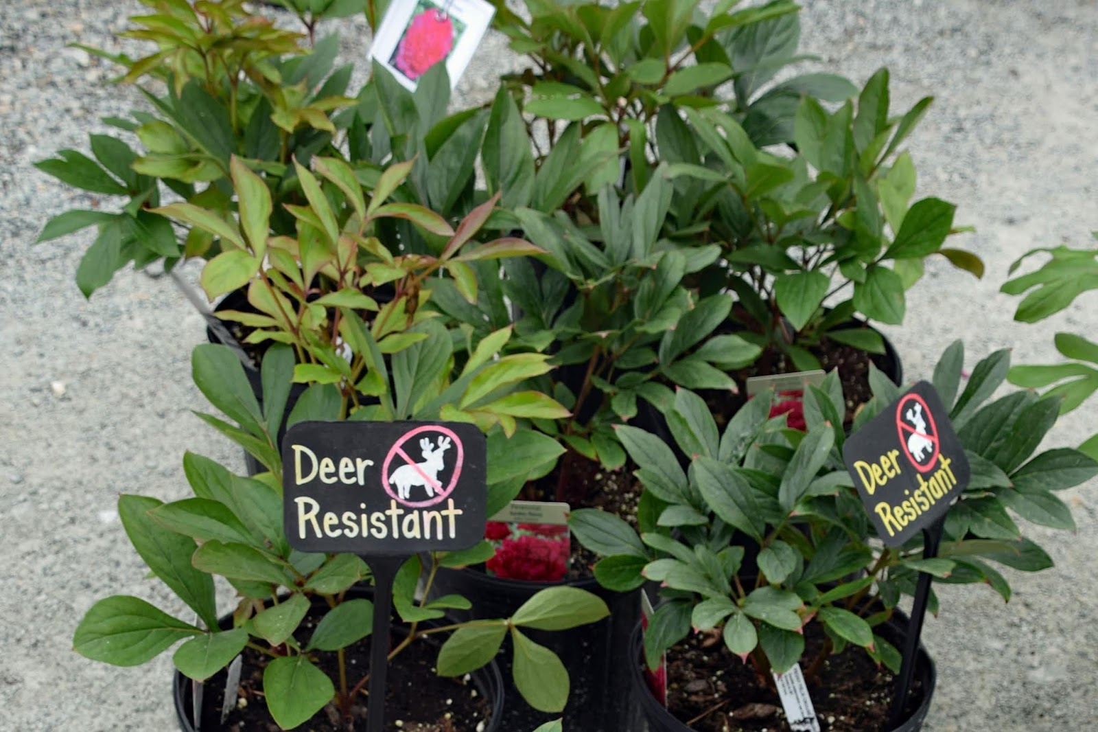 Garden Challenges Deer