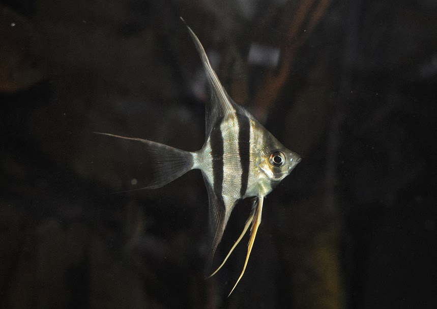 ZOOTOGRAFIANDO (6.100 ANIMALS) PEZ ÁNGEL DE AGUA DULCE / ALTUM ANGELFISH (Pterophyllum altum)