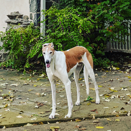 image of Dudley the Greyhound standing on the back patio with leaves blowing around him, squinting into the wind
