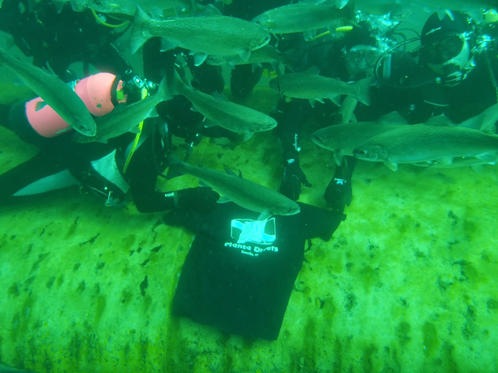 Manta Divers Blog January 2014