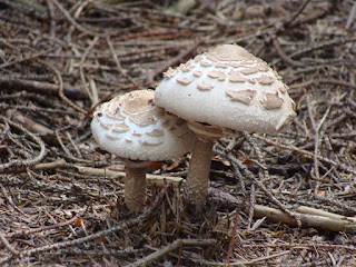 Macrolepiota procera DSC46583