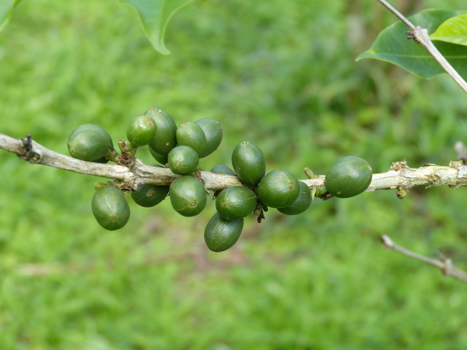 alguien ha probado caffè verde alguien ha probado caffè verde