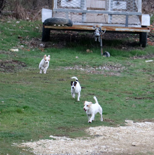 Three little dogs, playing together Three little dogs, playing together