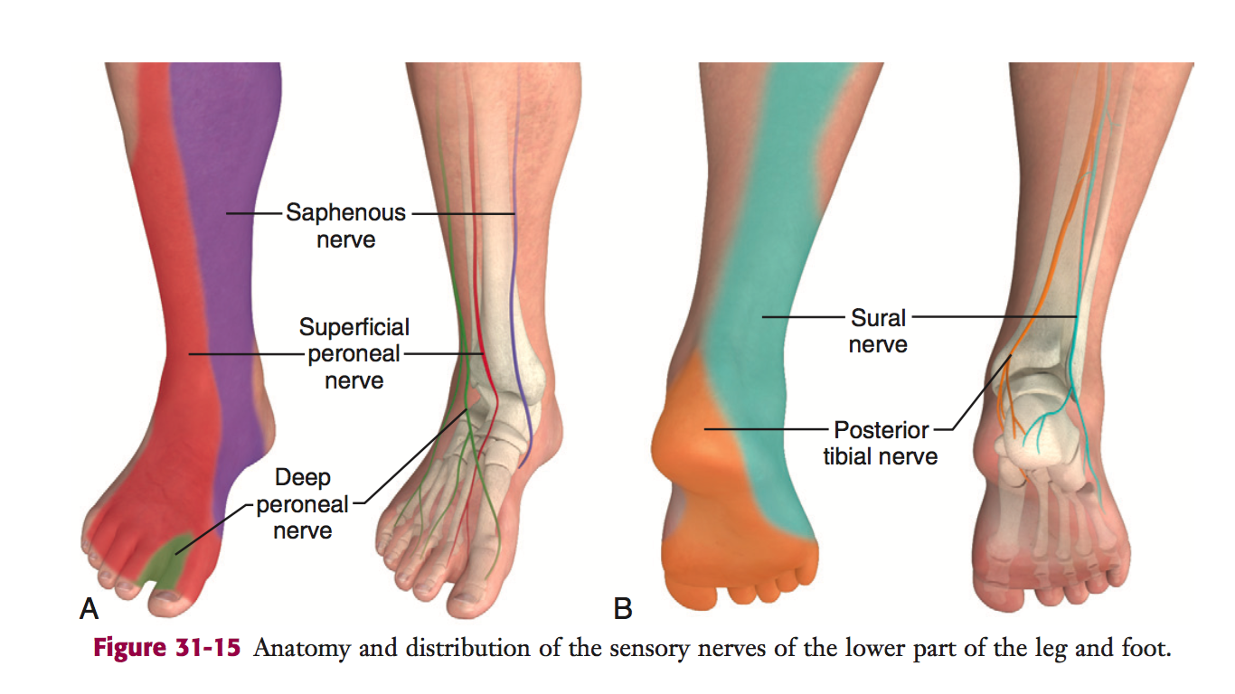 EM Didactic Ankle Block (Landmark Technique) Procedures