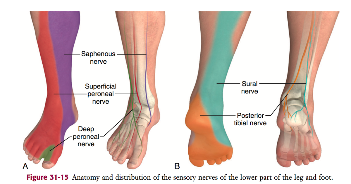 Tibial Nerve Distribution