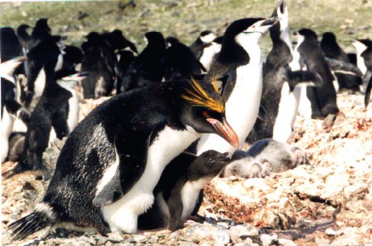 Macaroni Penguin | Animal Wildlife