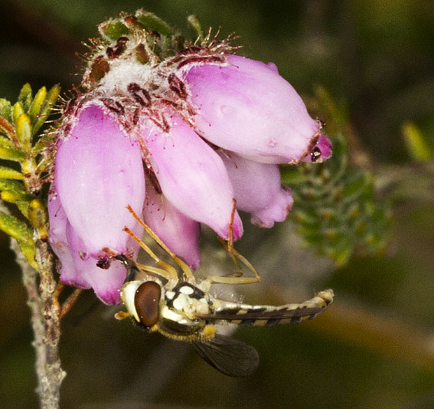 Hoverfly, Sphaerophoria species, female, on Cross-leaved Heath, Erica tertralix.  Ashdown Forest, 6 September 2012.
