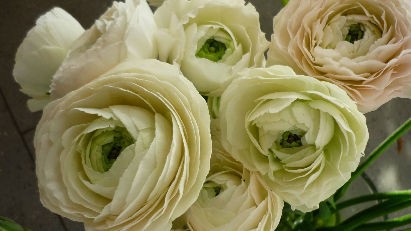 цветы ранункулюс посадка и уход фото