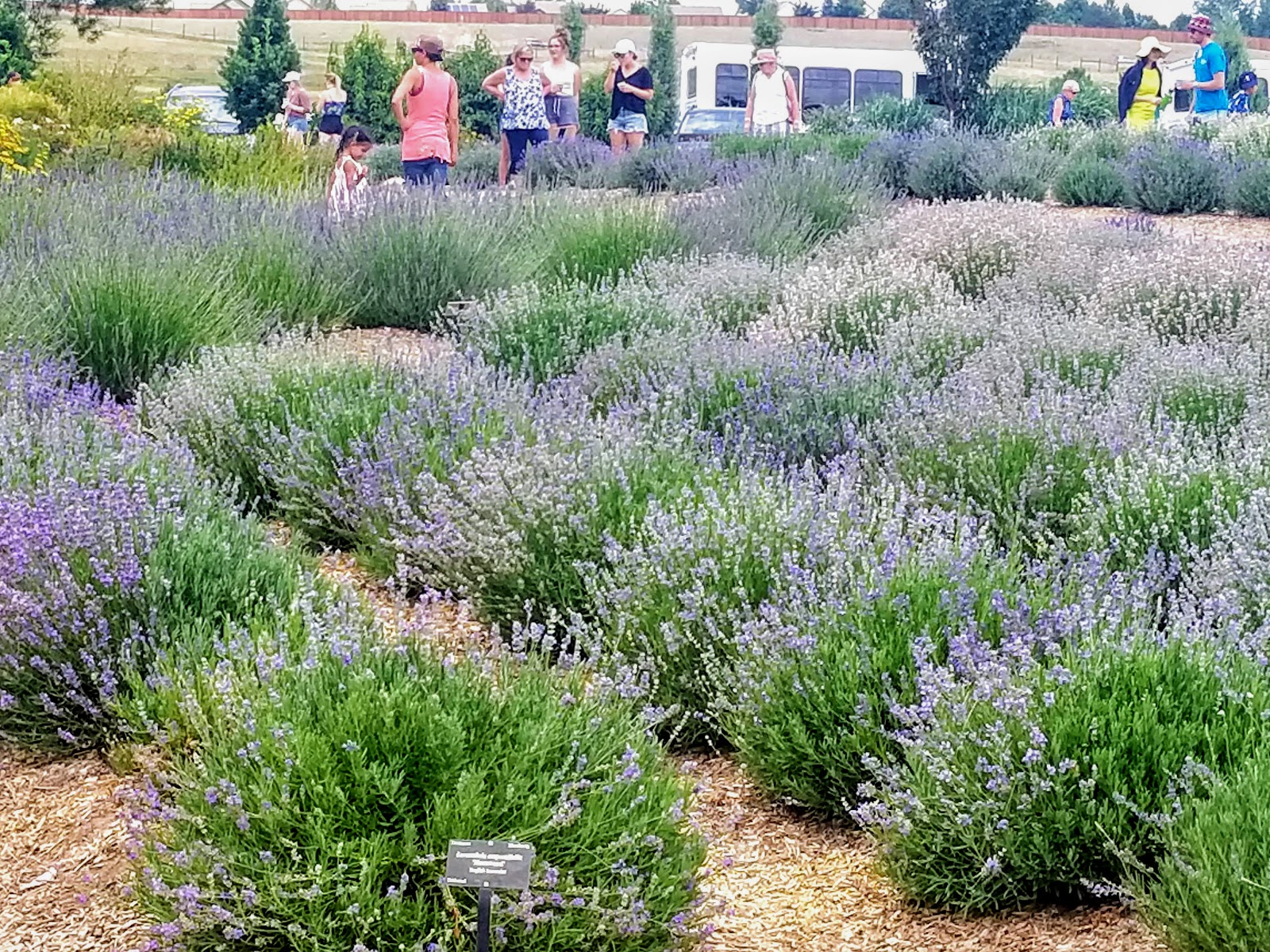 Mille Fiori Favoriti Lavender Festival at the Denver Botanic Gardens