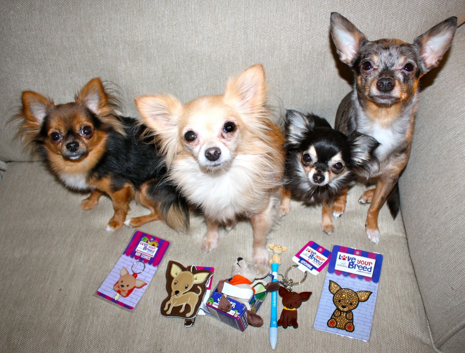 Chihuahua Dog Breed Report Tips Dog Training