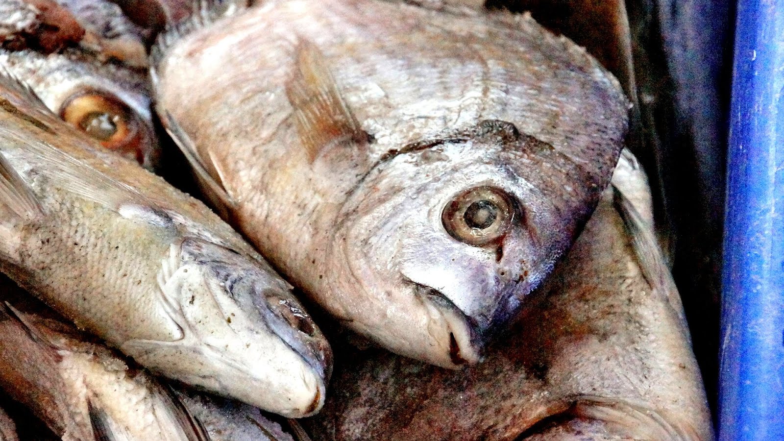 Disease That Makes You Smell Like Fish Fish Choices