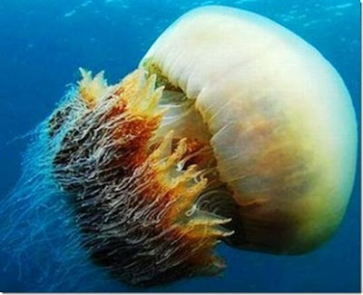 Curiosidades del Mundo: La medusa gigante nomura (Nemopilema nomurai).
