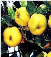 Quince Health Benefits Uses Cures in Ahadith