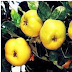 Quince Health Benefits Uses Natural Cures in Ahadith