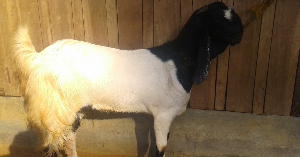 ivanildosantos gambar  kambing  etawa