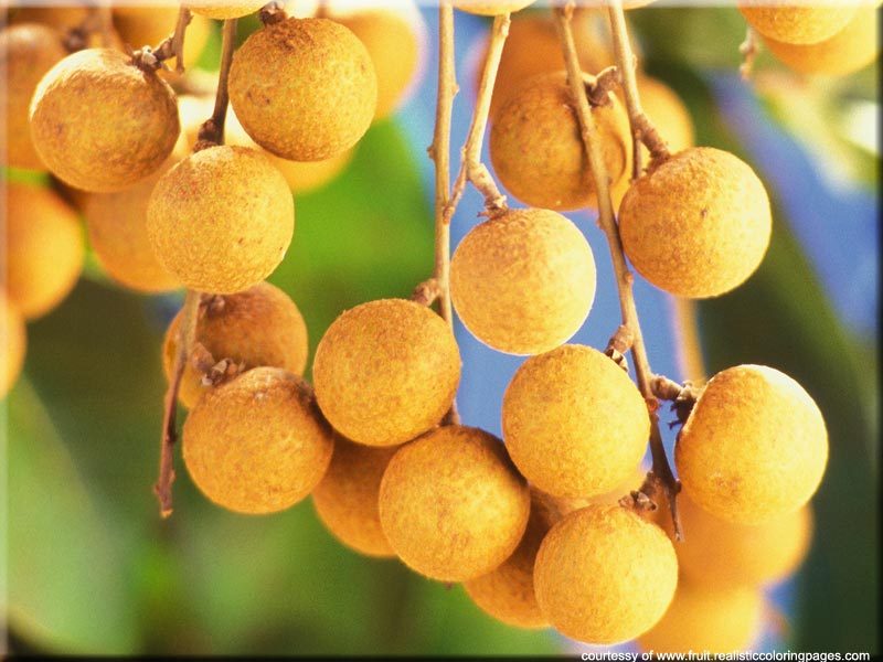 Asian Fruit List 7