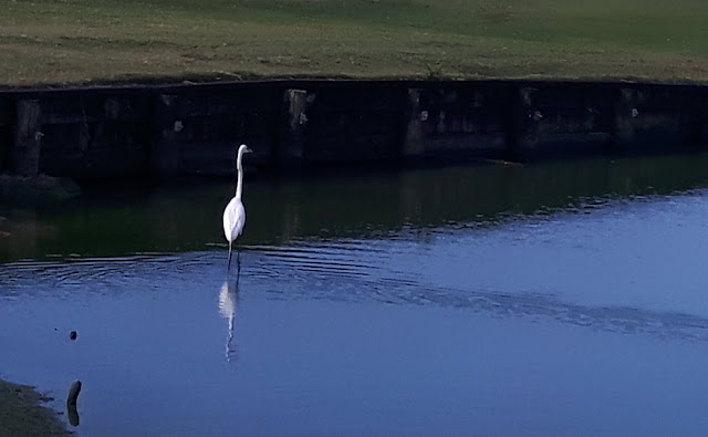 What appears to be a white crane-like bird - maybe an egret of some type.