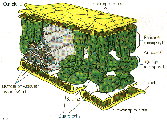 The Helpful Art Teacher: Drawing magnified leaves: Finding the details