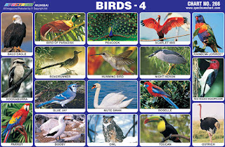 Contains images of different birds