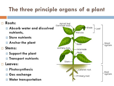 Sources of plant nutrients