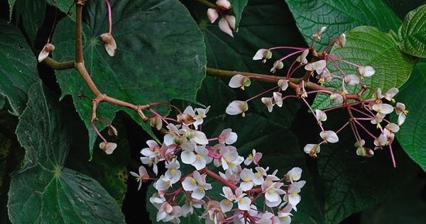 12 Manfaat Bunga  Begonia  Untuk Pengobatan Penyakit Kini 