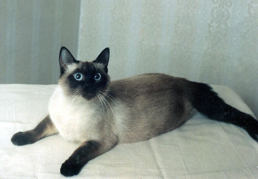 цвет сиамской кошки