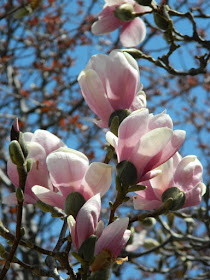 Saucer magnolia Magnolia soulangea by garden muses-not another Toronto gardening blog