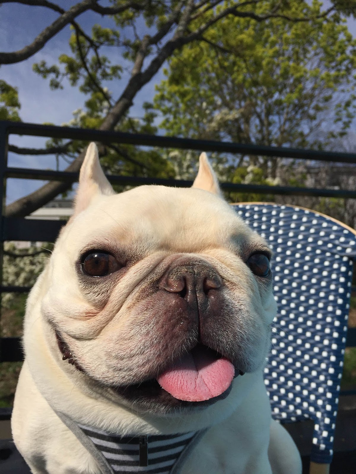 Traveling Dog Lady: Celebrate #NationalPetDay with Sir Charles Barkley ...